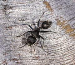 Calomyrmex
