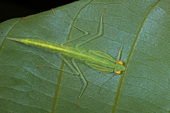 Sinomantis denticulata