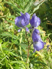 Aconitum nasutum