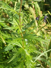 Aconitum nasutum