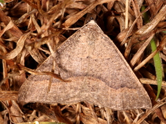 Nearcha tristificata