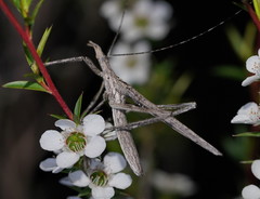 Zaprochilus australis