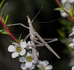 Zaprochilus australis