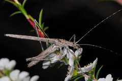 Zaprochilus australis