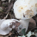 Boletus edulis albus - Photo (c) Miguel, alguns direitos reservados (CC BY-NC), uploaded by Miguel