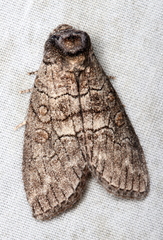 Discophlebia celaena