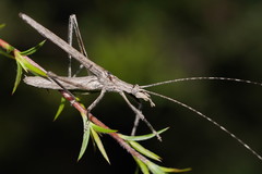 Zaprochilus australis