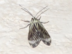 Eucereon costinotata
