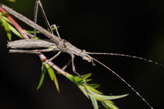 Zaprochilus australis