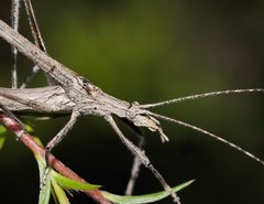 Zaprochilus australis