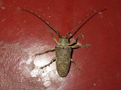 Lochmaeocles consobrinus