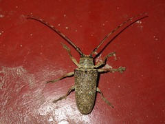 Lochmaeocles consobrinus