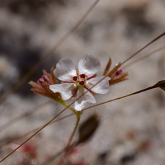 Drosera patens