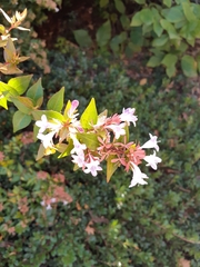 Abelia × grandiflora