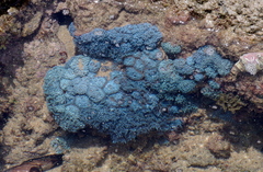 Sansibia
