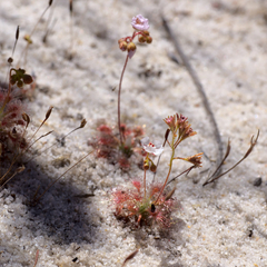 Drosera patens