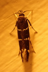 Limnaecia leucomita