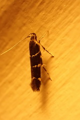 Limnaecia leucomita