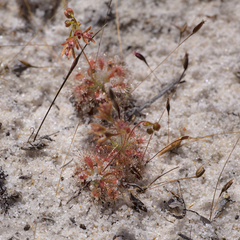 Drosera patens