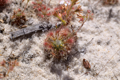 Drosera patens