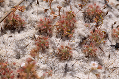 Drosera patens