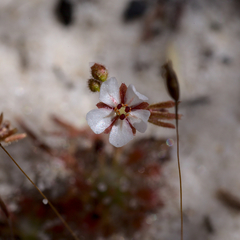 Drosera patens