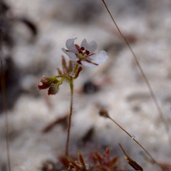 Drosera patens