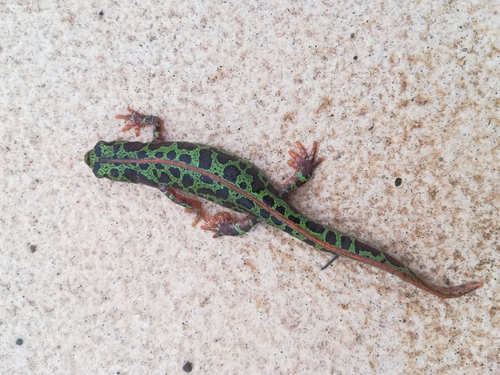Pygmy Marbled Newt, Beja, PT, photo 7 of 10