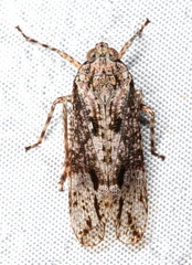 Erilla turneri