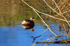 Tachybaptus ruficollis