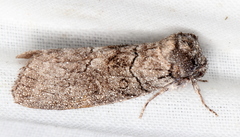 Discophlebia celaena