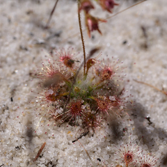 Drosera patens