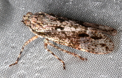 Erilla turneri