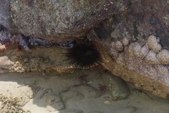 Stomopneustes variolaris