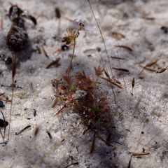 Drosera patens
