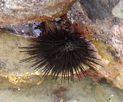 Stomopneustes variolaris