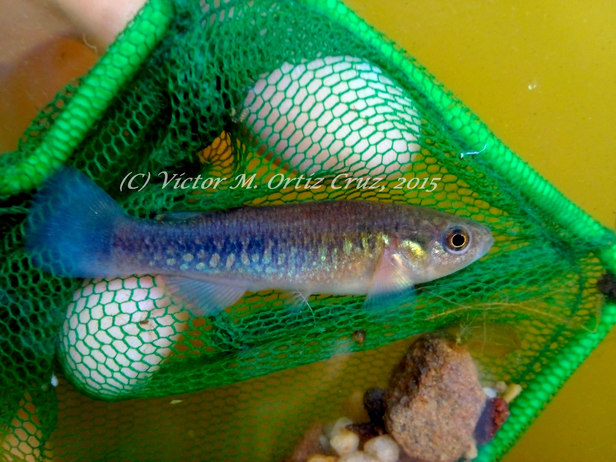 Profundulus mixtlanensis