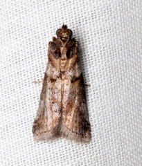 Conobathra hemichlaena