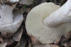 Boletus edulis albus