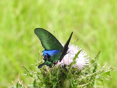 Papilio hopponis
