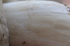 Boletus edulis albus