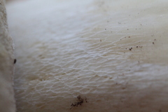 Boletus edulis albus