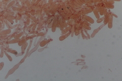 Boletus edulis albus