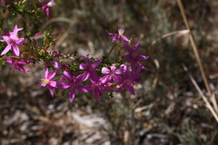 Calytrix fraseri
