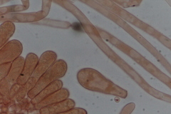 Boletus edulis albus