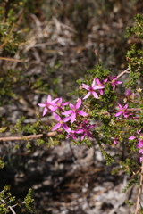 Calytrix fraseri