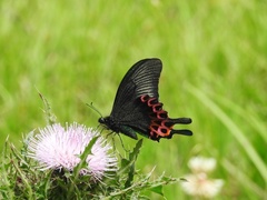 Papilio hopponis