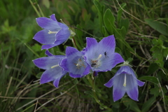 Campanula tridentata biebersteiniana