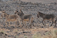 Equus asinus