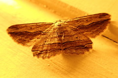 Euphronarcha luxaria